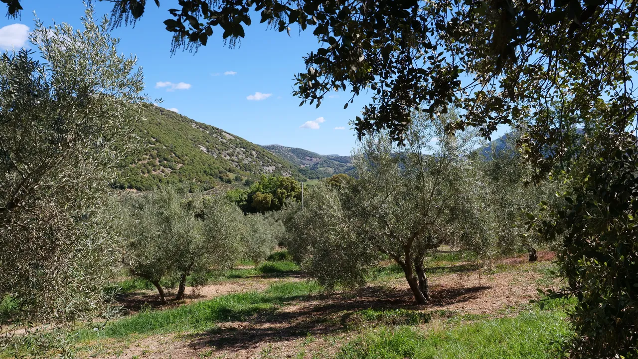 qué es un olivar ecológico