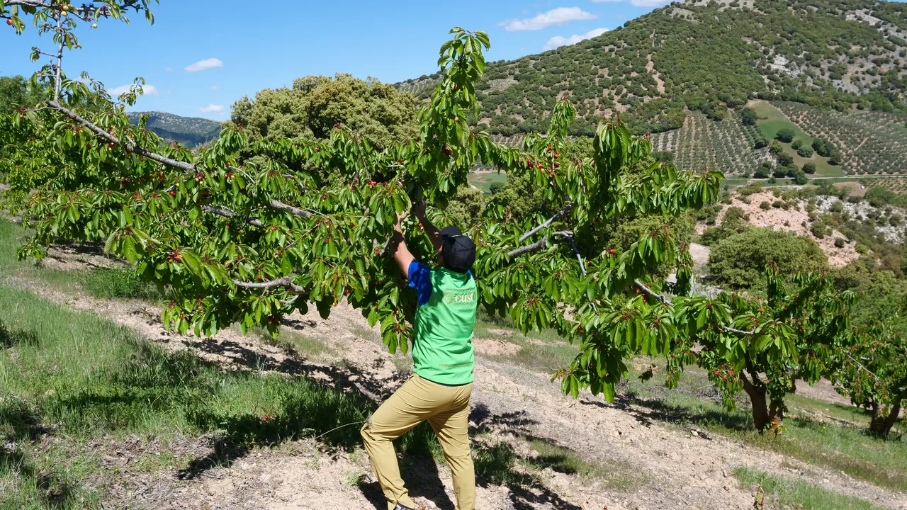cuándo se recogen las cerezas