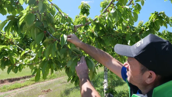 cómo se cultivan las cerezas ecológicas