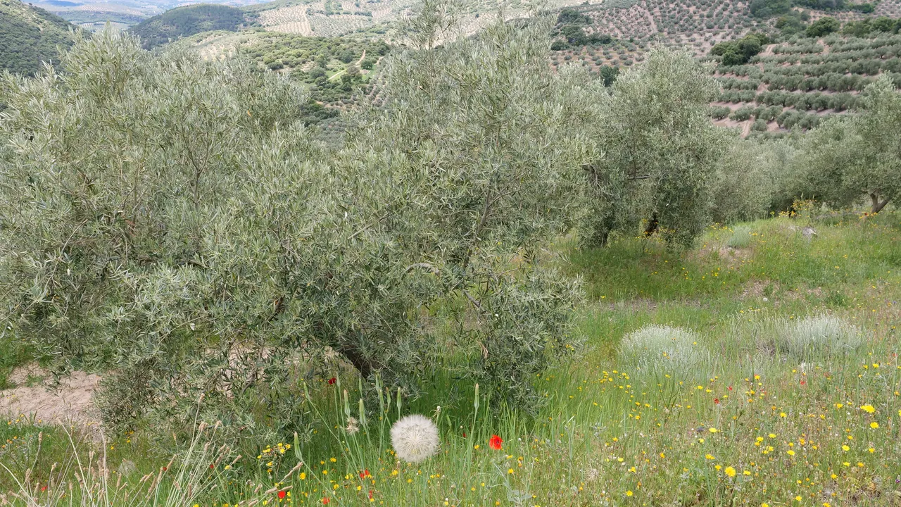 qué hacer en un olivar