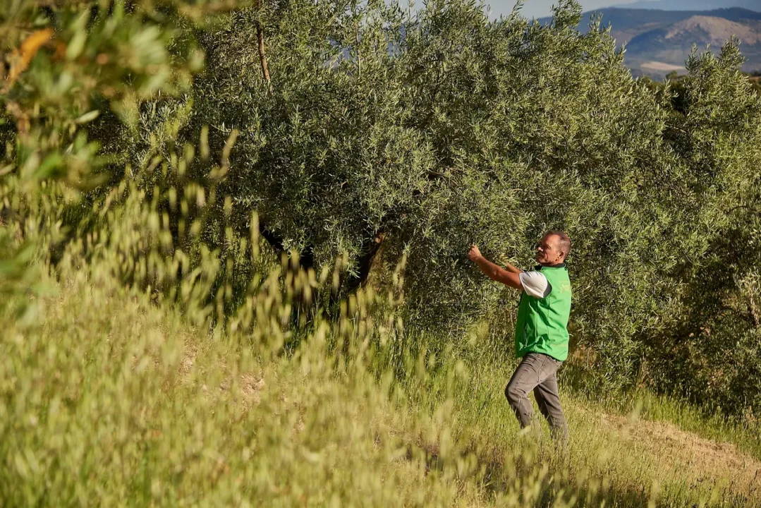 AOVE ecológico de montaña