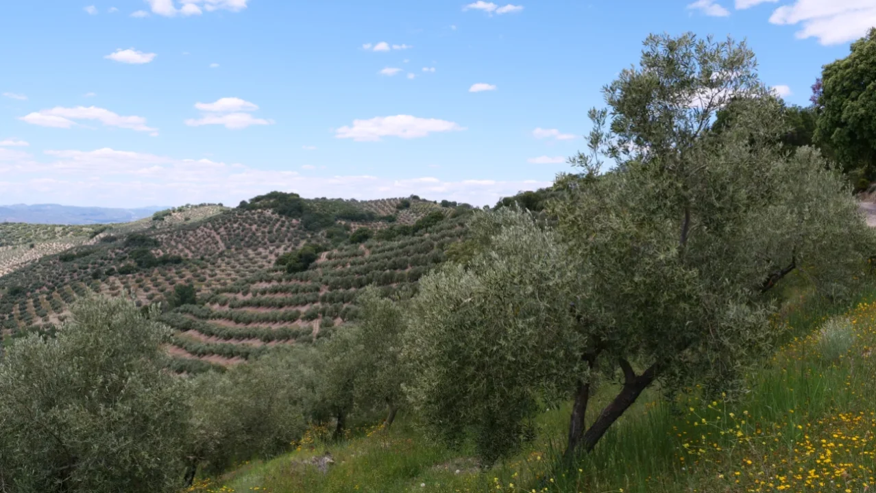 diferencia entre AOVE ecológico y convencional